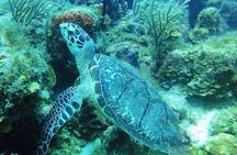 Two-Tank Dive for Certified Diving in St Thomas