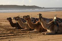 Camel Ride on the Beach of Essaouria