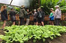 Local Flavor Cooking Experience