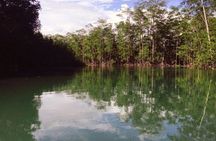 Damas Island Mangrove Boat Tour from Jaco