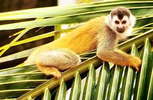 Manuel Antonio National Park Tour from Uvita