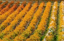 Wanaka Wine Tours - Classic Tour