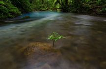 Rio Celeste and Tenorio Volcano Hike with Lunch