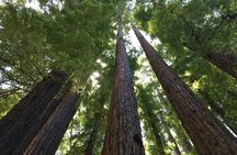 Redwoods of Marin and Mt. Tamalpais Walking Tour with Local Guide