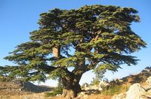 PRIVATE Half-Day Tour to Beiteddine Palace & Deir elQamar 