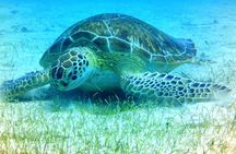 Afternoon Snorkeling Adventure in St Thomas
