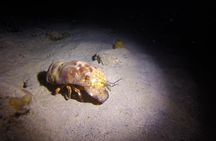 Sunset Night Dive for Certified Divers in St Thomas