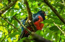 Hiking Lovers (Hanging Bridges + La Fortuna Waterfall + Volcano Hike)