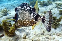 Full-Day Sailing and Snorkeling Excursion to Les Saintes