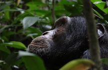 5 days gorillas and chimpanzee tracking