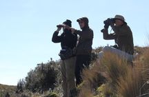 Birdwatching Tour in Cajas National Park from Cuenca