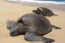 Sukamade Turtle Land Beach (2D1N)