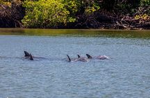 Dolphin Watching Experience in Puerto El Morro from Guayaquil