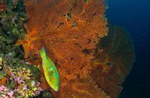 Dive Trip to Phi Phi from Phuket for certified divers