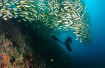 Dive Trip to Phi Phi from Phuket for certified divers