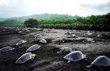 Turtle Tour Near Samara Beach