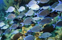 Exclusive Supreme Snorkeling Tour