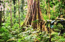 Rain forest and Bird watching