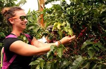 Cali: Coffee Tour - Discover the secrets of 100% Colombian coffee