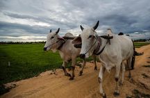 Ox Cart Ride of Rural Cambodia