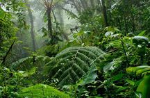 Monteverde Cloud Forest and Hanging Bridges in Selvatura Tour from San Jose