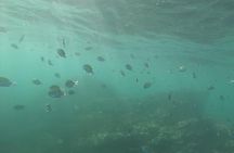 Snorkeling Costa Rica