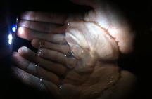 Bioluminescence Tour & Sunset River Cruise