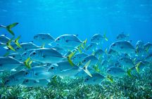Half Day Reef Fishing Tour in South Caye