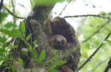 Sloth Watching Tour 