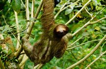 Sloth Watching Tour 