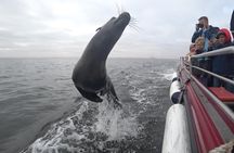Mola Mola Marine Dolphin Cruise from the Walvis Bay Waterfront to Pelican Point