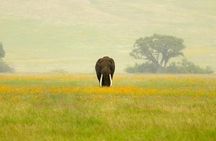 3 Days Ngorongoro Crater, Tarangire NP & Manyara NP Budget Safari