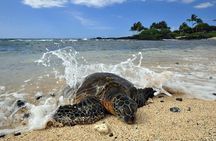 Kona Shore Excursion: Sea Turtles, Historic Kona & Coffee