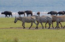Day trip - Lake Nakuru National Park Tour From Nairobi
