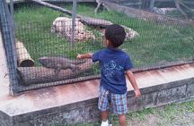 Tour Jamaica Zoo in Saint Elizabeth