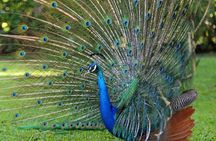 Tour Jamaica Zoo in Saint Elizabeth