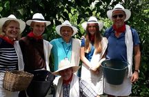 Coffee Tour in Medellin