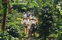 Coffee Tour in Medellin