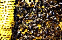 Give Bees a chance!