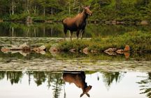 All-Terrain Vehicle Tour in Trinity Newfoundland and Labrador