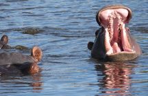 1 Day Okavango Delta Safari