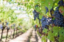  Private Wine Tasting Experience of Greek Awarded Wines at Athens Wine Suburb