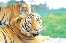 Everland Amusement Park with free-ride Ticket