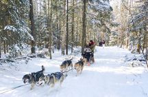 Dog Sledding 1/2 Day Tour from Toronto