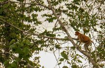 Klias Wildlife Safari River Cruise from Kota Kinabalu