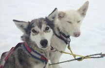 Juneau Shore Excursions: Juneau Helicopter Tour & Dogsledding Experience