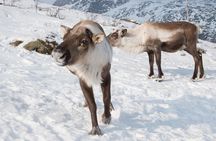 Arctic Fjords Road Trip