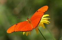 Full Day to Selvatura Monteverde Cloud Forest from Guanacaste