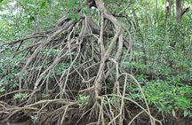 Damas Island Mangrove Boat Tour from Manuel Antonio
