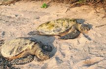 Kona Shore Excursion: Sea Turtles, Historic Kona & Coffee